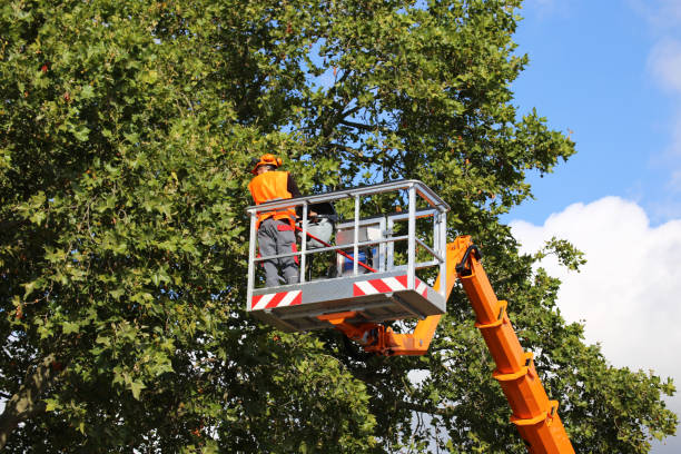 Trusted Applewood, CO Tree Removal and Landscaping Services Experts